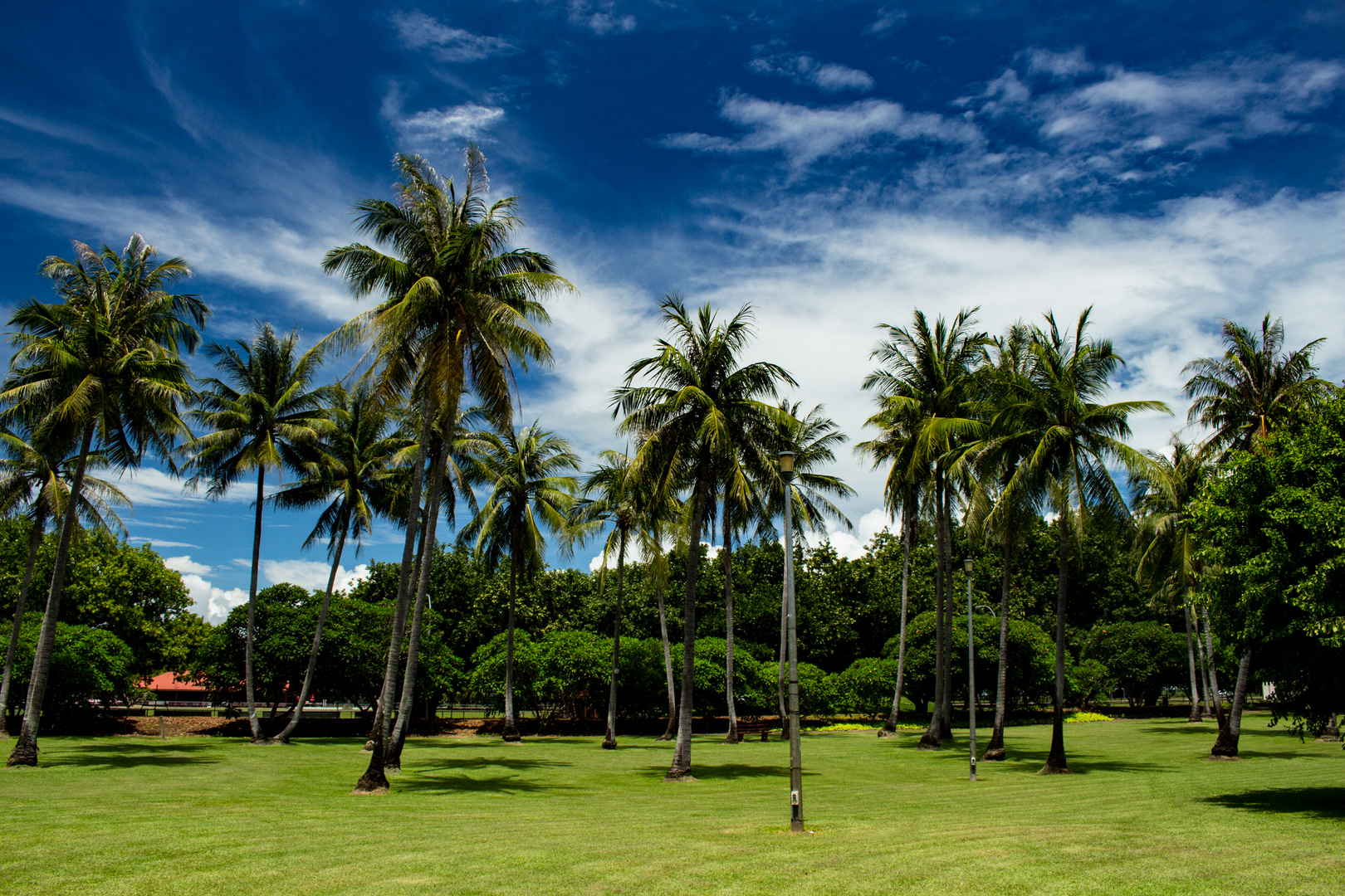 cocos nucifera