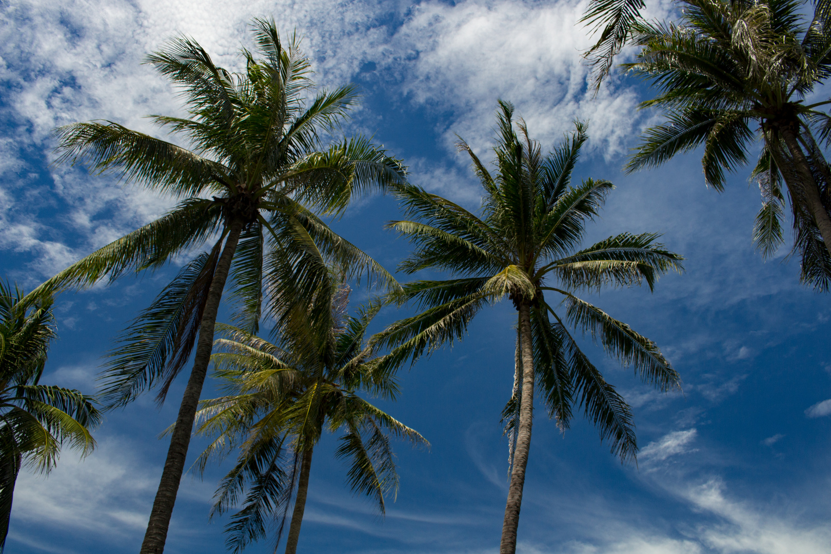 cocos nucifera