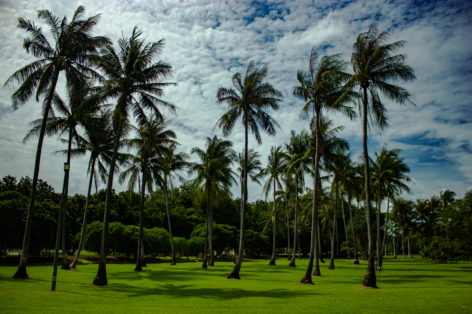 cocos nucifera