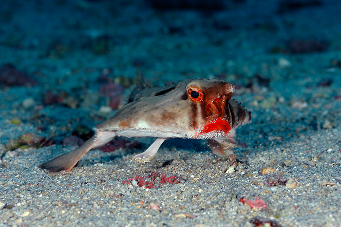 Cocos red-liped batfish