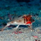 Cocos red-liped batfish