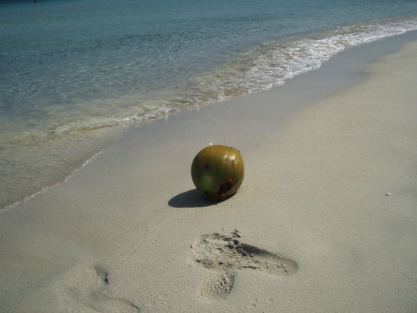 COCOSNUSS am Strand von Varadero (Cuba )