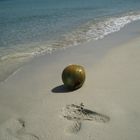 COCOSNUSS am Strand von Varadero (Cuba )