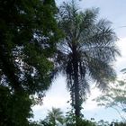 cocotero