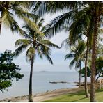 Cocotiers à l'Anse Vata à Nouméa