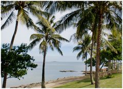 Cocotiers à l'Anse Vata à Nouméa