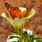 Coctail butterfly.