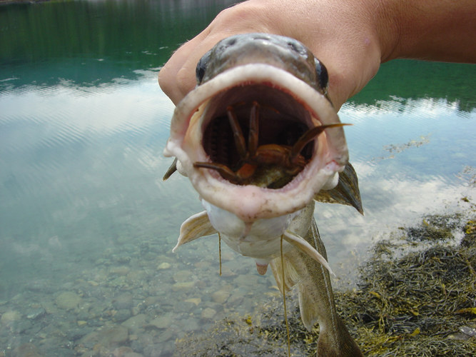 Cod eating crab.