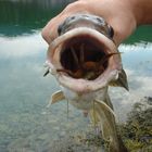 Cod eating crab.