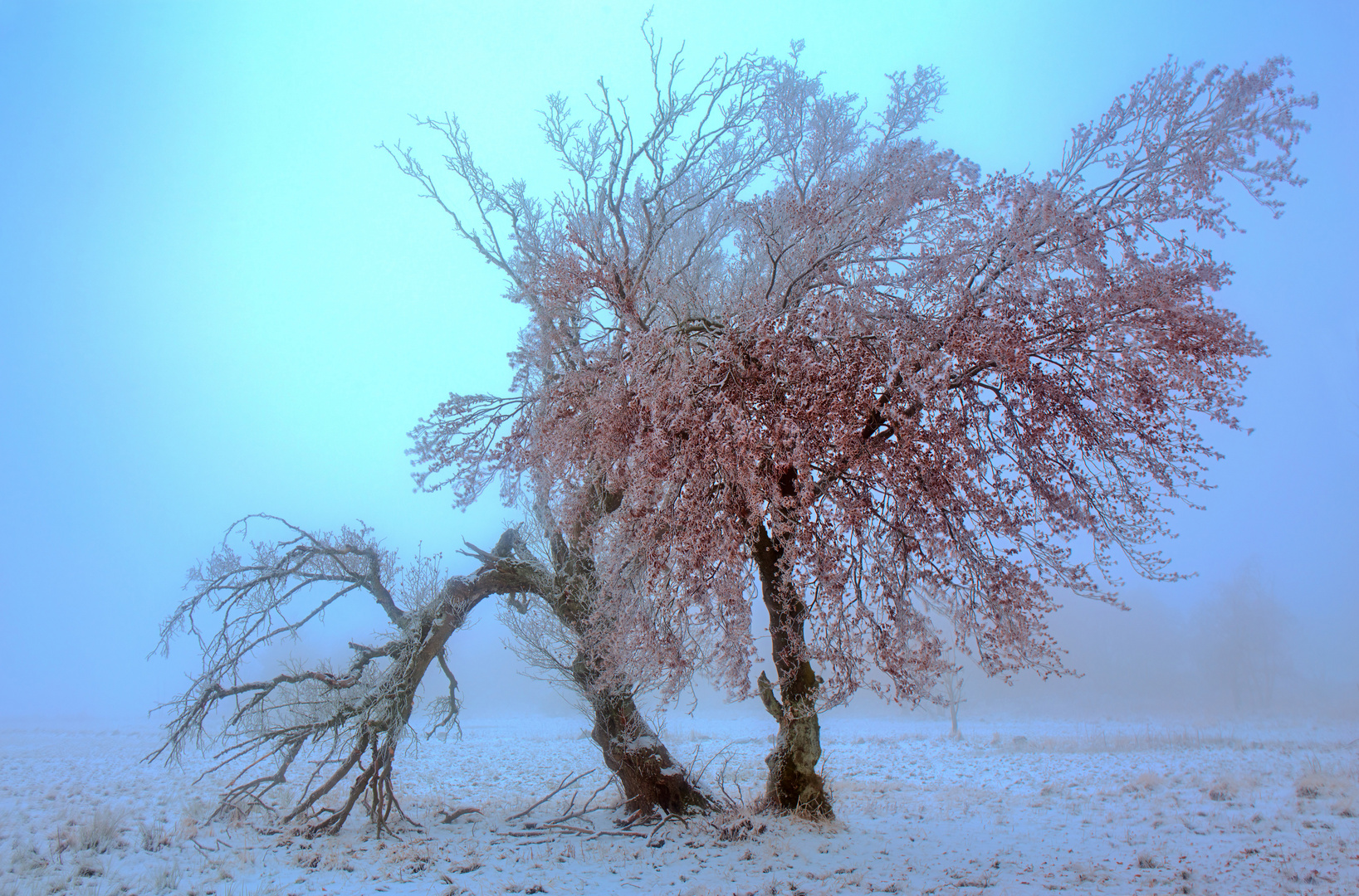 Coda - WInterimpessionen (3)