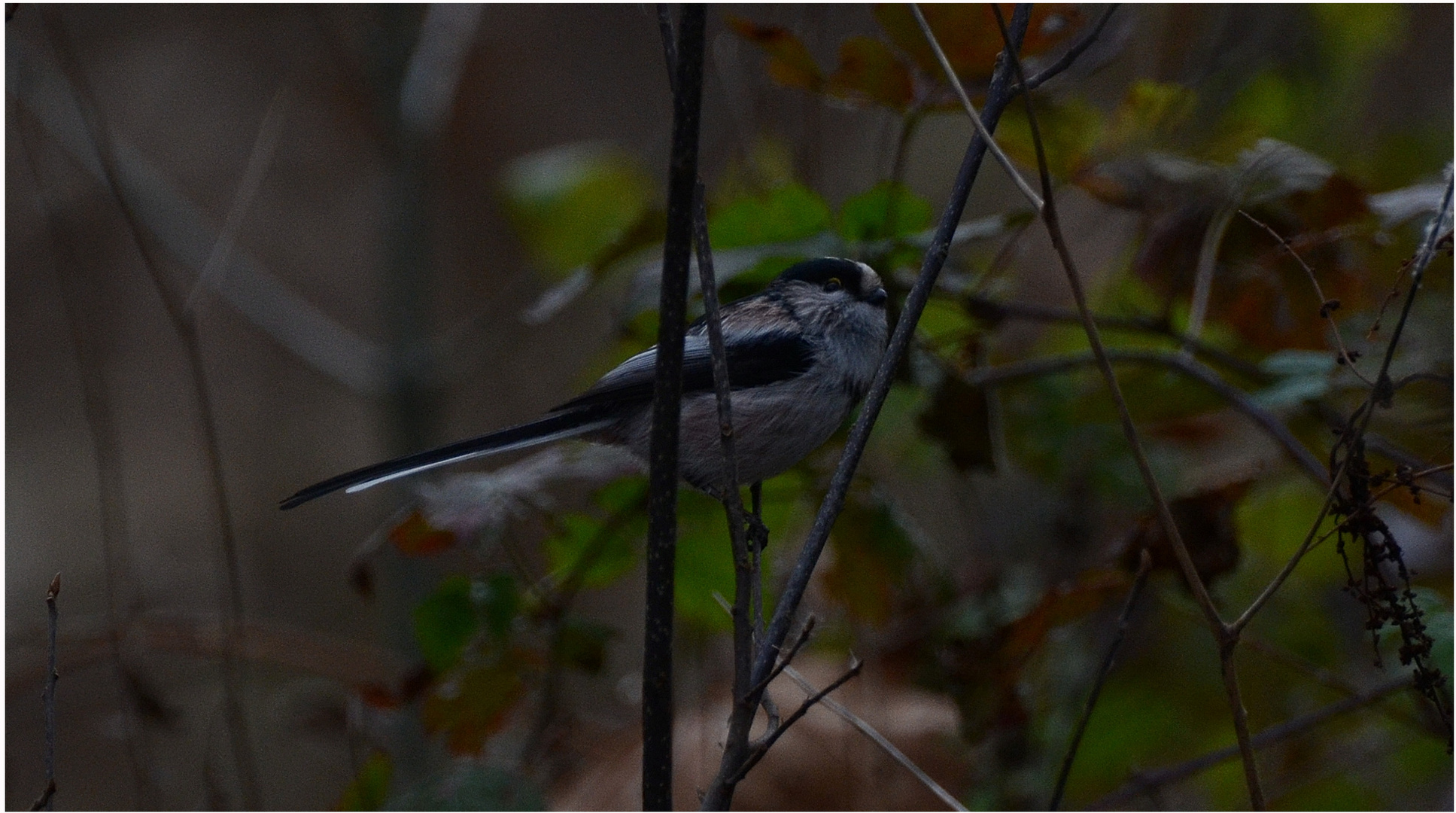 codibugnolo - long-tailed tit