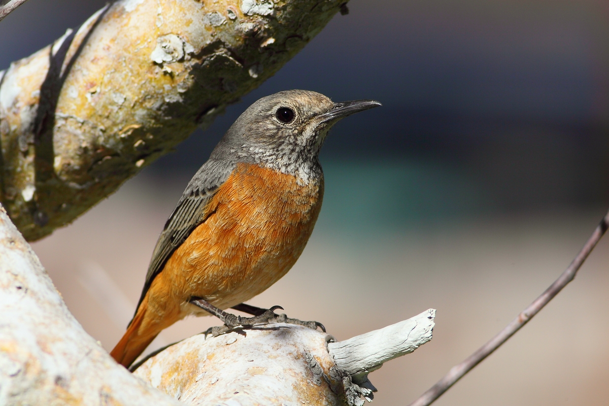 Codirossone corona chiara (Monticola brevipes)