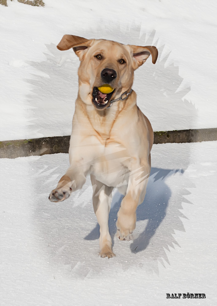 Cody, der Bodychecker