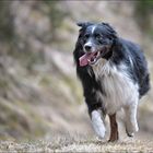 Cody, der Hund der 5 Jahre alt werden musste um zu erkennen dass er auf Latex steht ;-)