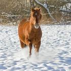 Cody im Schnee....