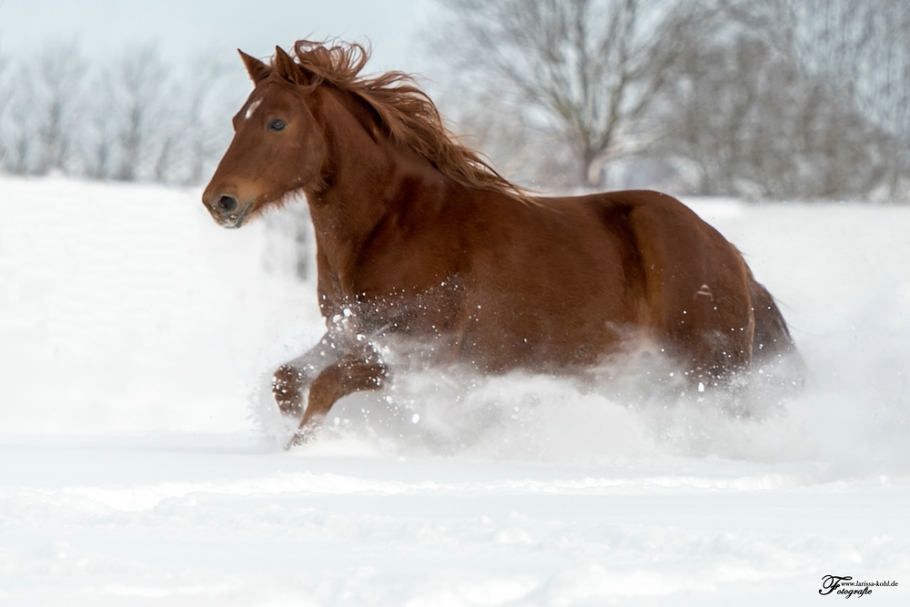 Cody im Tiefschnee