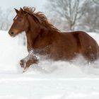 Cody im Tiefschnee