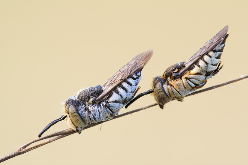 Coelioxys afra