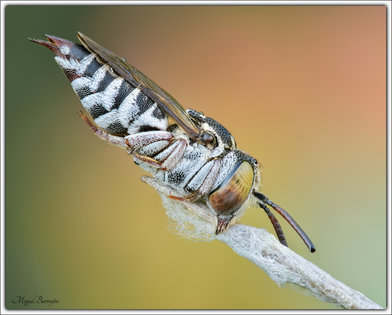 Coelioxys sp. (Hymenoptera, Apidae)