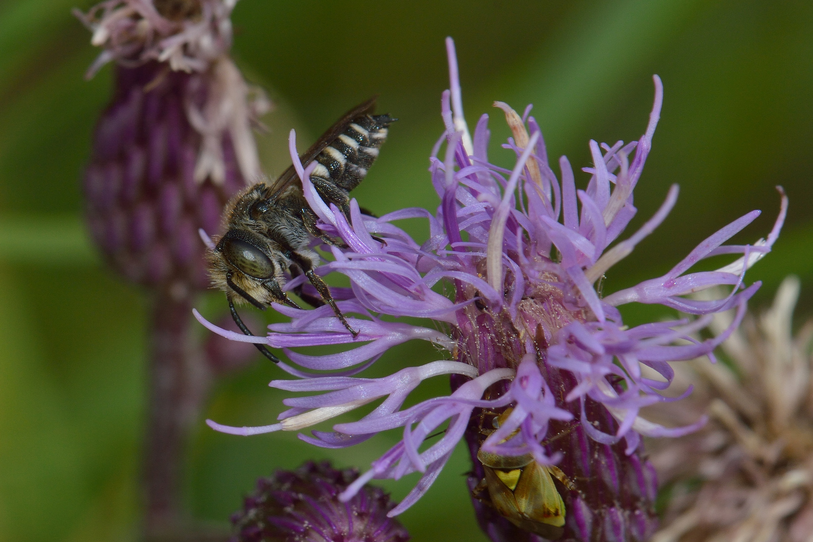 Coelioxys sp., Kegelbiene, Drohne