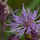 Coelioxys sp., Kegelbiene, Drohne