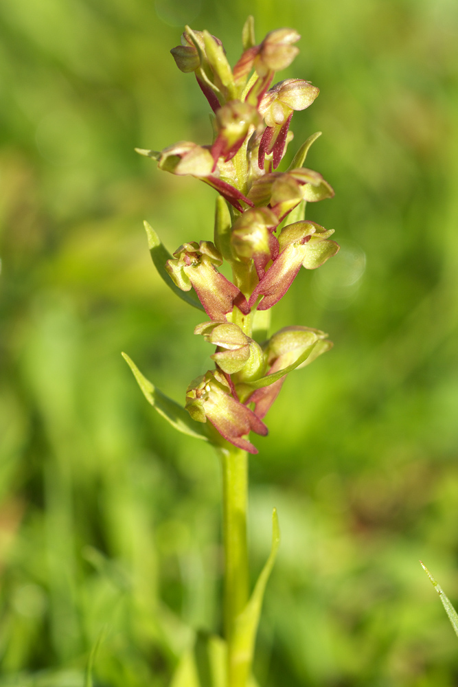 Coeloglossum