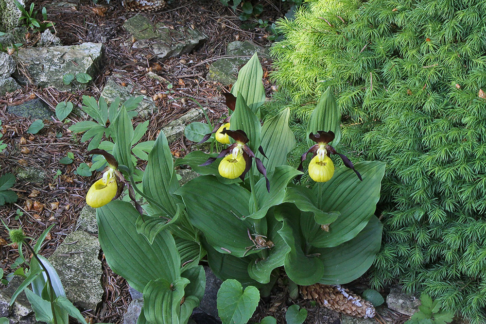 Coeloglossum veride