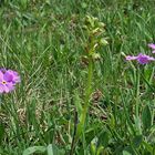 Coeloglossum veride