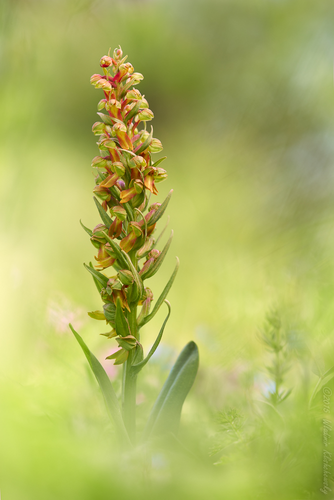 Coeloglossum viride