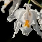 Coelogyne christata