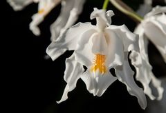 Coelogyne christata