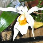 Coelogyne cristata