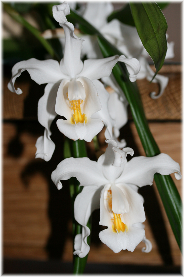 Coelogyne Cristata