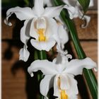 Coelogyne Cristata