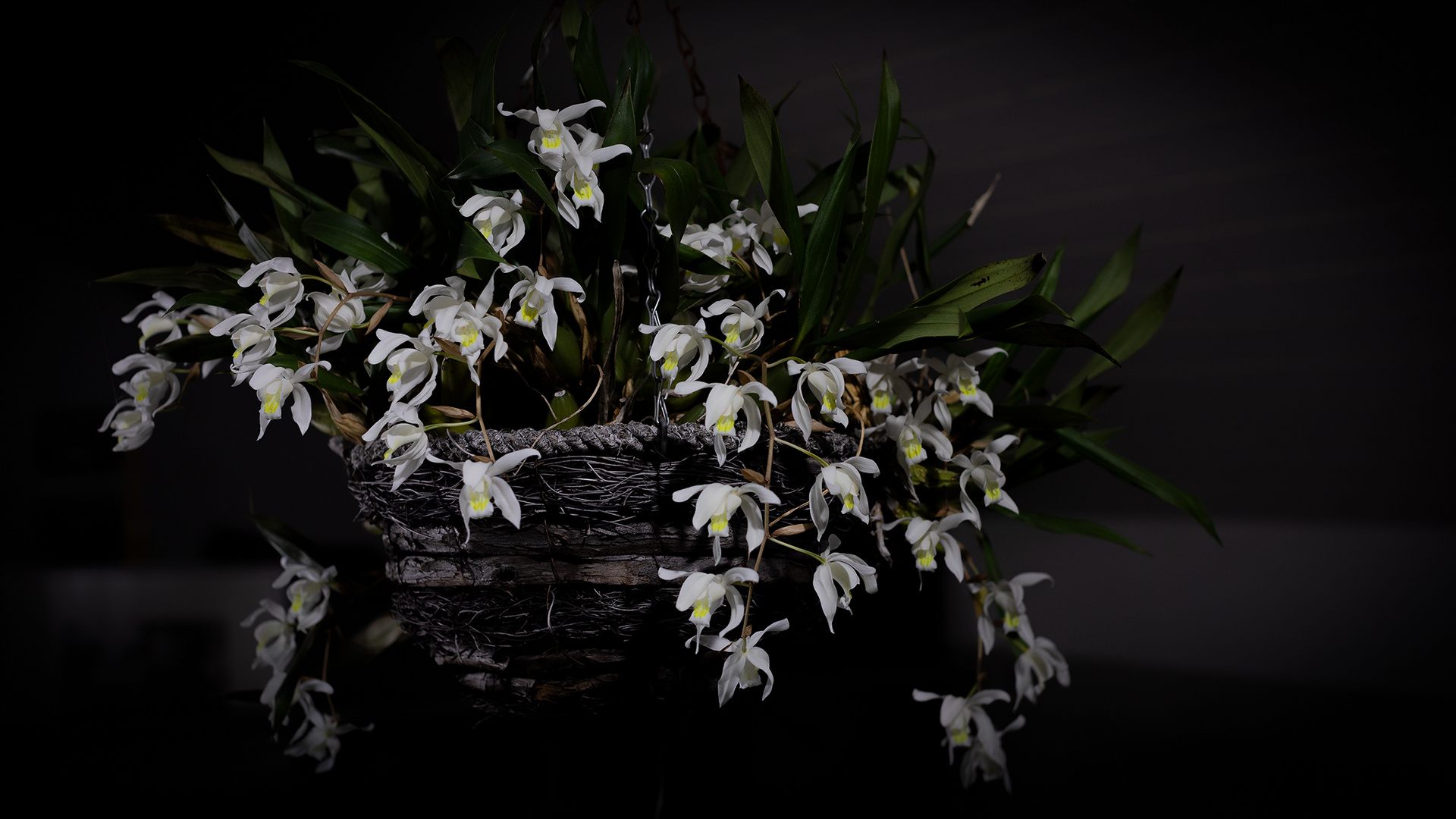 Coelogyne cristata (ohne Gewähr)