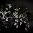 Coelogyne cristata (ohne Gewähr)