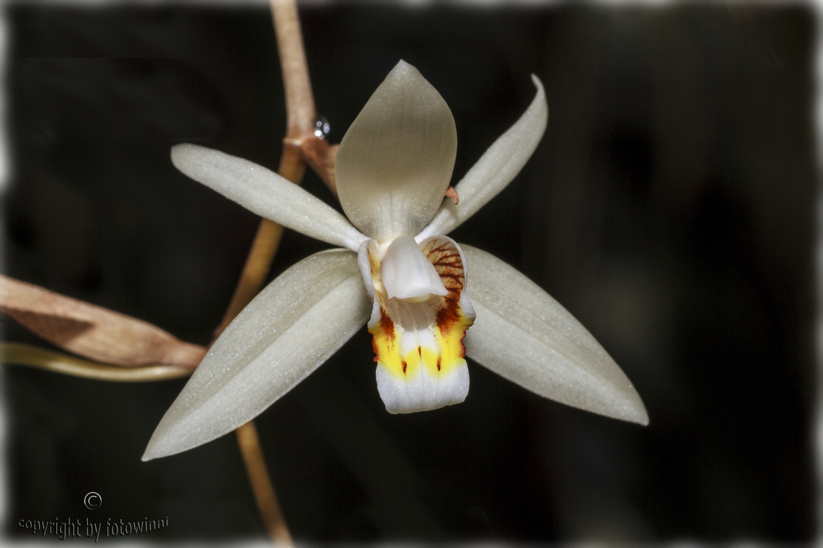 Coelogyne huettneriana