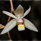 Coelogyne huettneriana