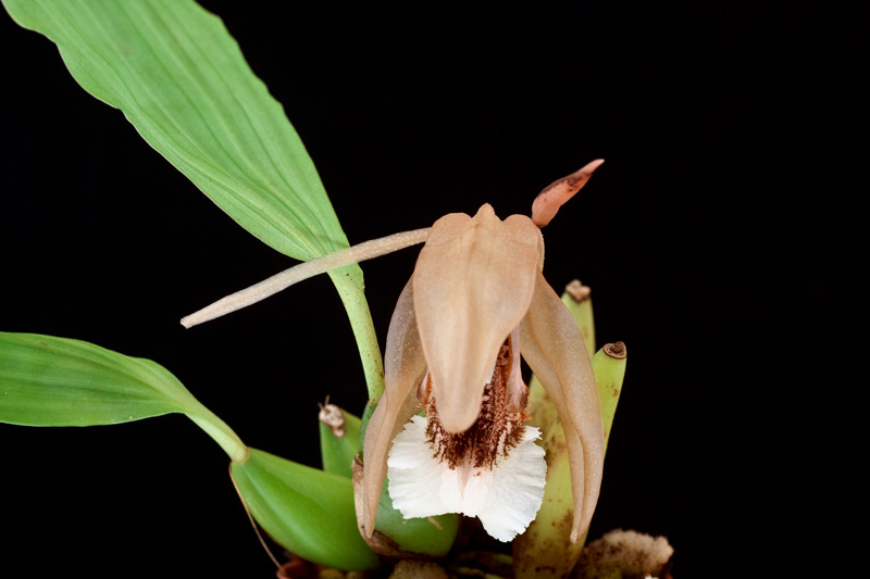 Coelogyne speciosa var. salmicolor