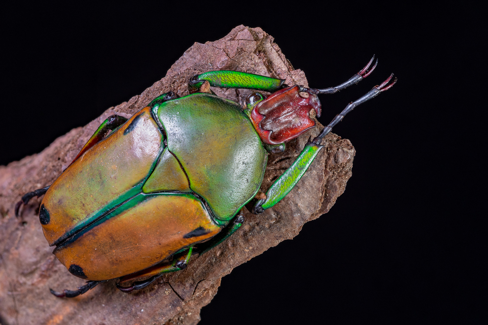 Coelorrhina babaulti 2