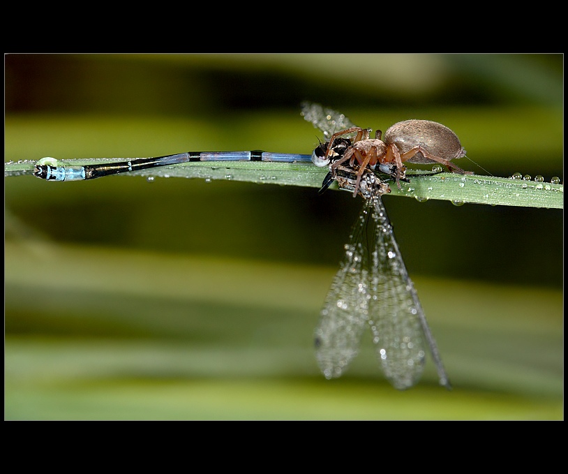 Coenagrion & Drassodes