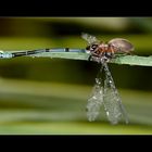 Coenagrion & Drassodes