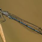 Coenagrion