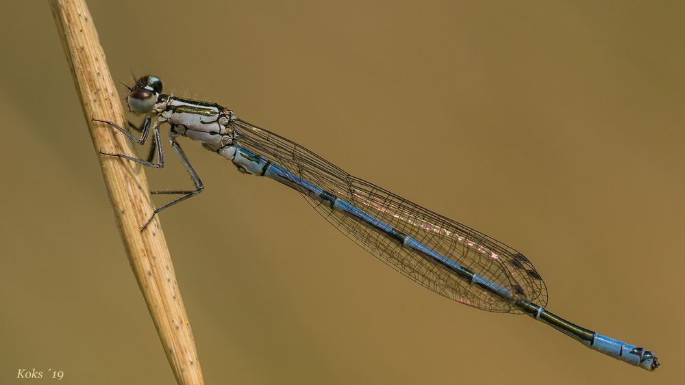 Coenagrion