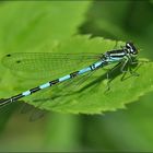 Coenagrion hastulatum