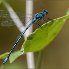 Coenagrion hastulatum MASCHIO (Charpentier, 1825)