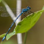 Coenagrion hastulatum MASCHIO (Charpentier, 1825)