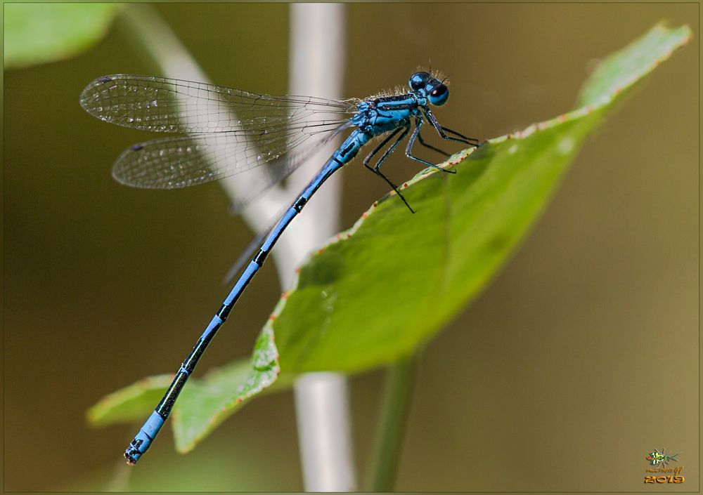 Coenagrion hastulatum MASCHIO (Charpentier, 1825)