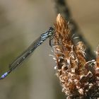 Coenagrion lunulatum male