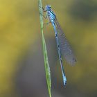 Coenagrion mercuriale – Helm-Azurjungfer - Männchen